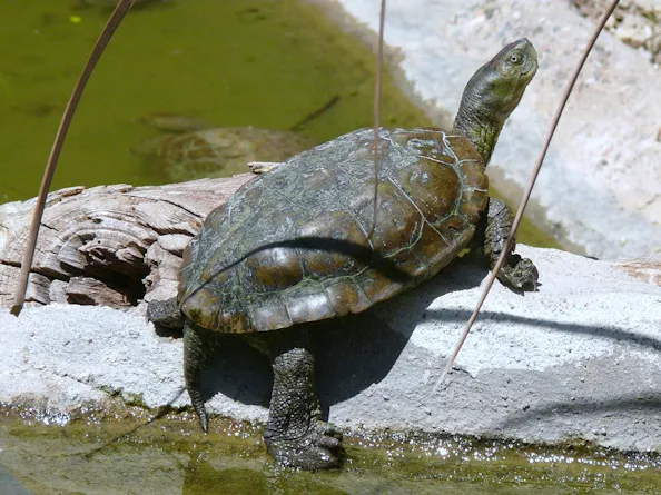 Mauremys leprosa