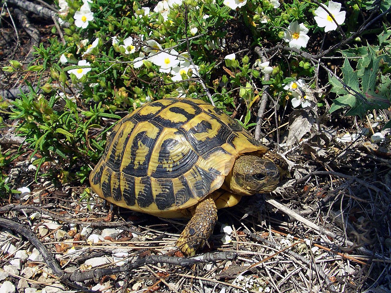 Testudo_hermanni_hermanni_Mallorca_02