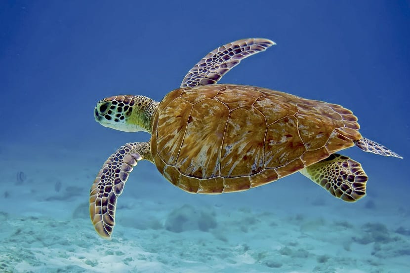 Tortuga-carey-Eretmochelys-imbricata