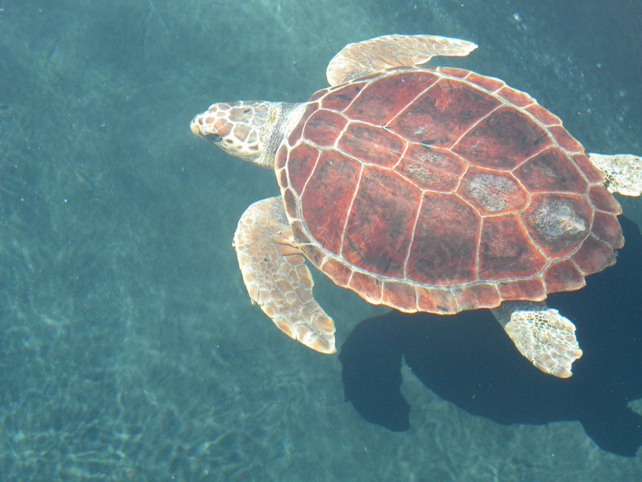 tortuga boba (Caretta caretta)